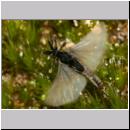 Stylops melittae - Faecherfluegler m02 5mm.jpg